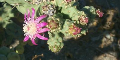 Cholla Bloom