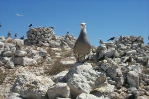 Gull and Rock Cairns