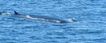 Fin Whale