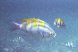 3-striped Grunt