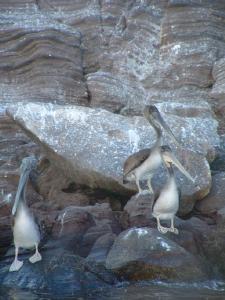 Pelicans