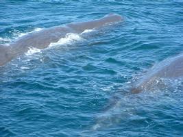 Sperm Whales