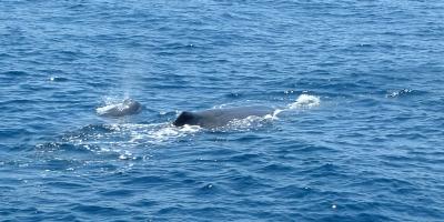 Spouting Baby Whale