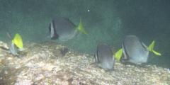 Surgeonfish