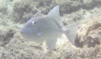 Triggerfish