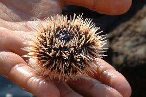 Urchin