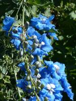 Blue Flower