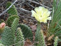 Prickly Pear Cactus Flower