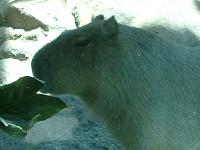 Capybara