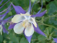 Columbine