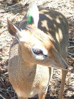 Dikdik and bird