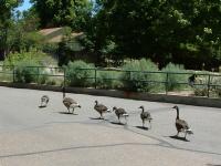 Roaming Geese