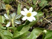 Marsh Marigold