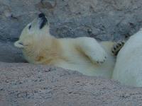 Polar Bear Family