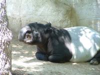 Tapir